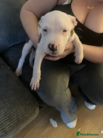 American Bulldog dogs - Advert 1