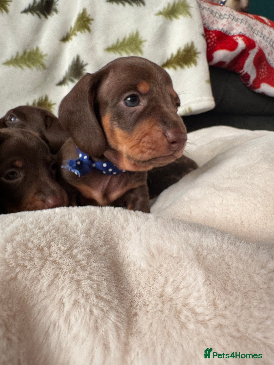 Miniature Dachshund dogs for sale: 6 KC registered miniature dachshund pupps  - Advert 8