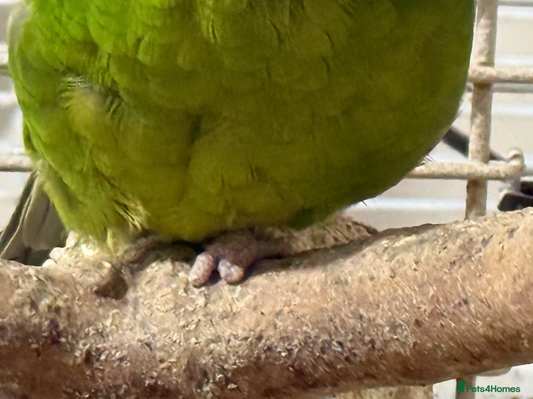 Parrots birds for sale: Two bonded Khakriki’s *read description* - Advert 2