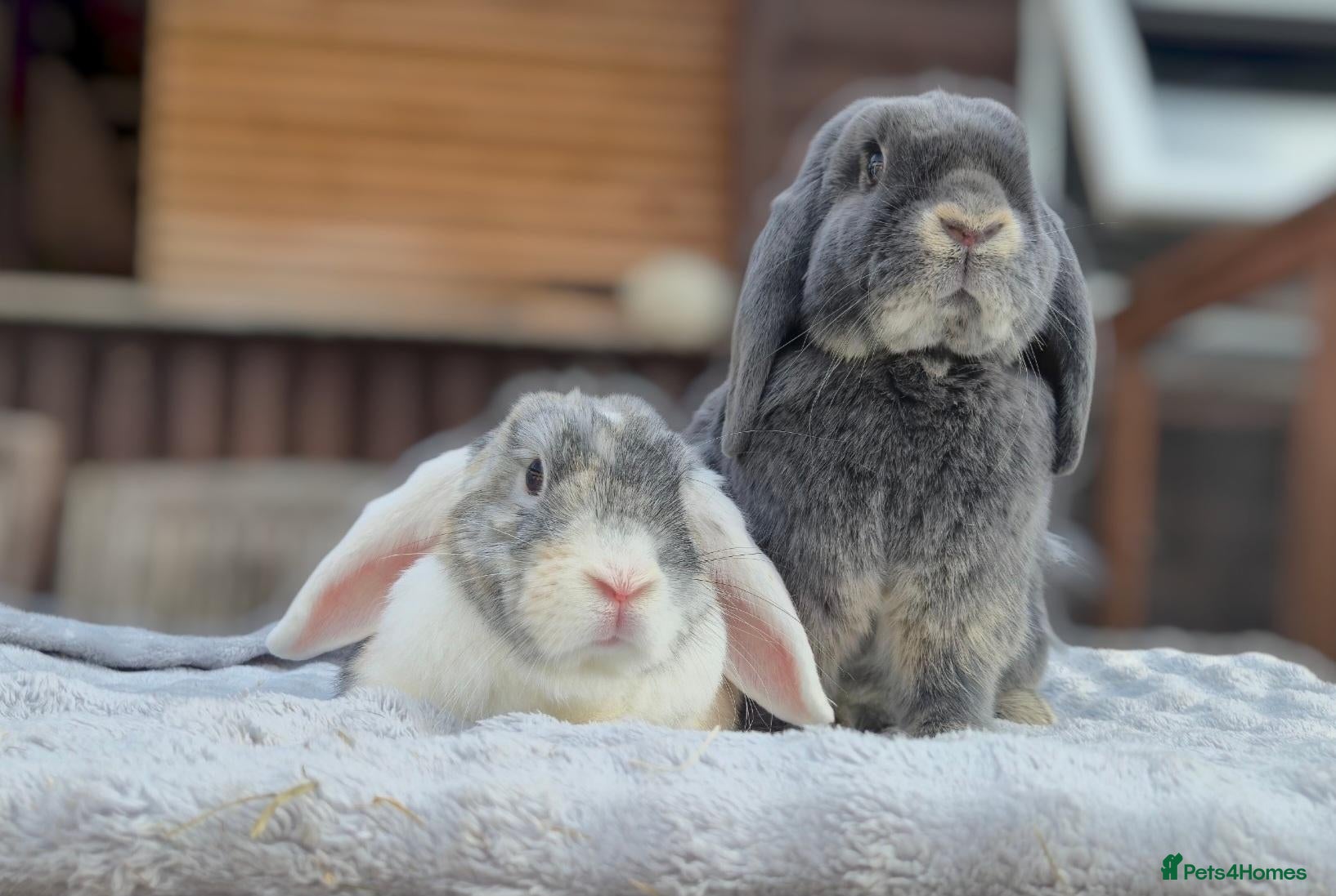 Dwarf Lop rabbits Smokey & Bob - Advert 1
