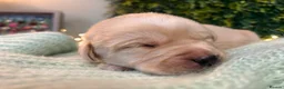 Labrador Retriever dogs for sale: Health-Tested Labrador Pups | 5-Star Breeder - Advert 34