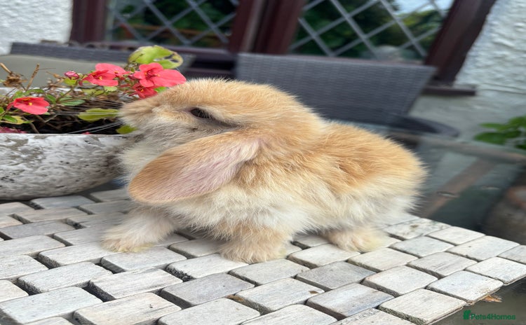 Mini Lop rabbits - Advert 3