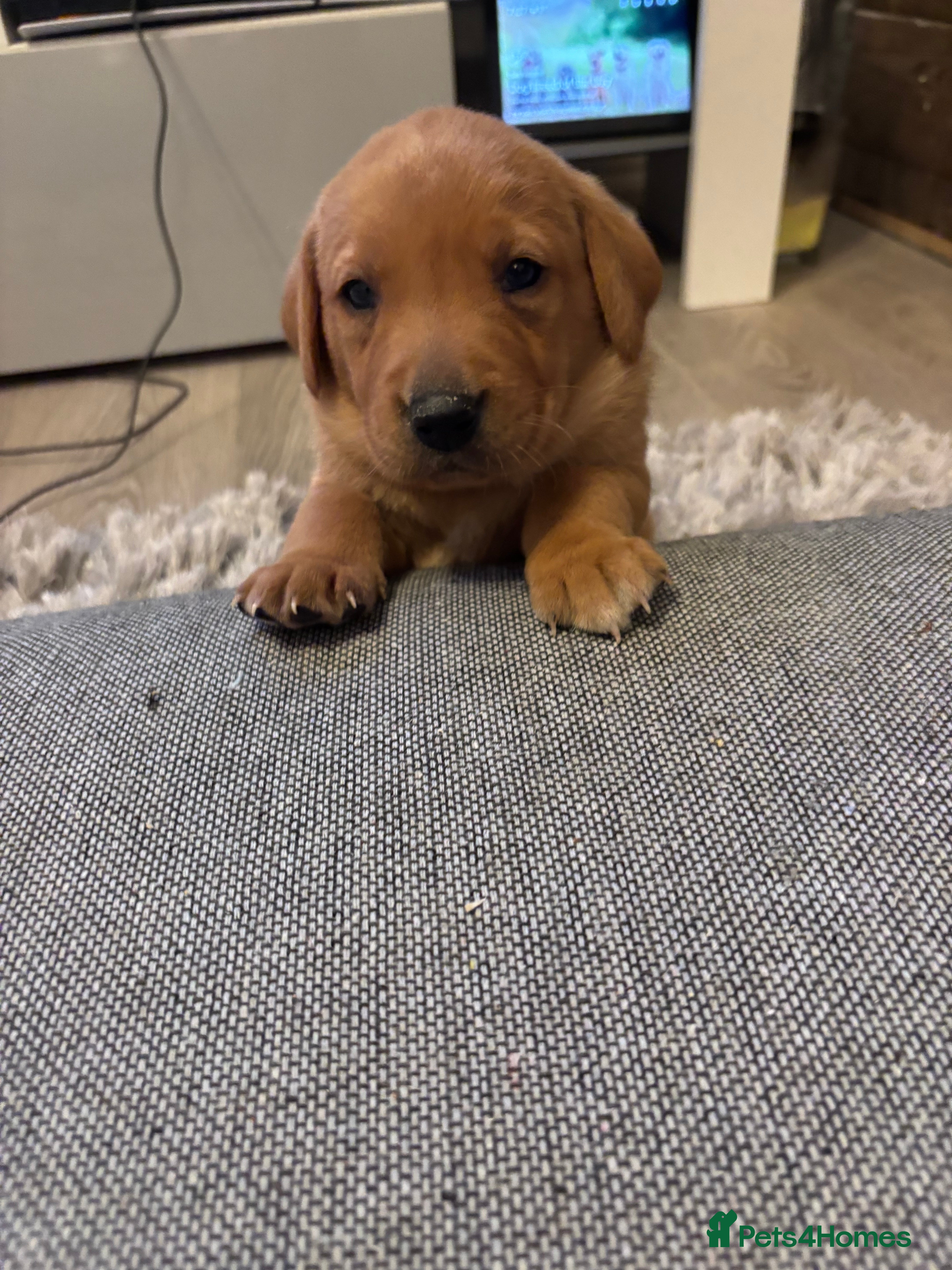 Labrador Retriever dogs 7 beautiful Labrador puppies red and black  - Advert 2