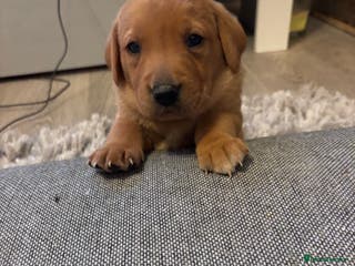 Labrador Retriever dogs 7 beautiful Labrador puppies red and black - Advert 6