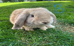 Mini Lop rabbits for sale: Mini Lop Rabbits For Sale  - Image 20