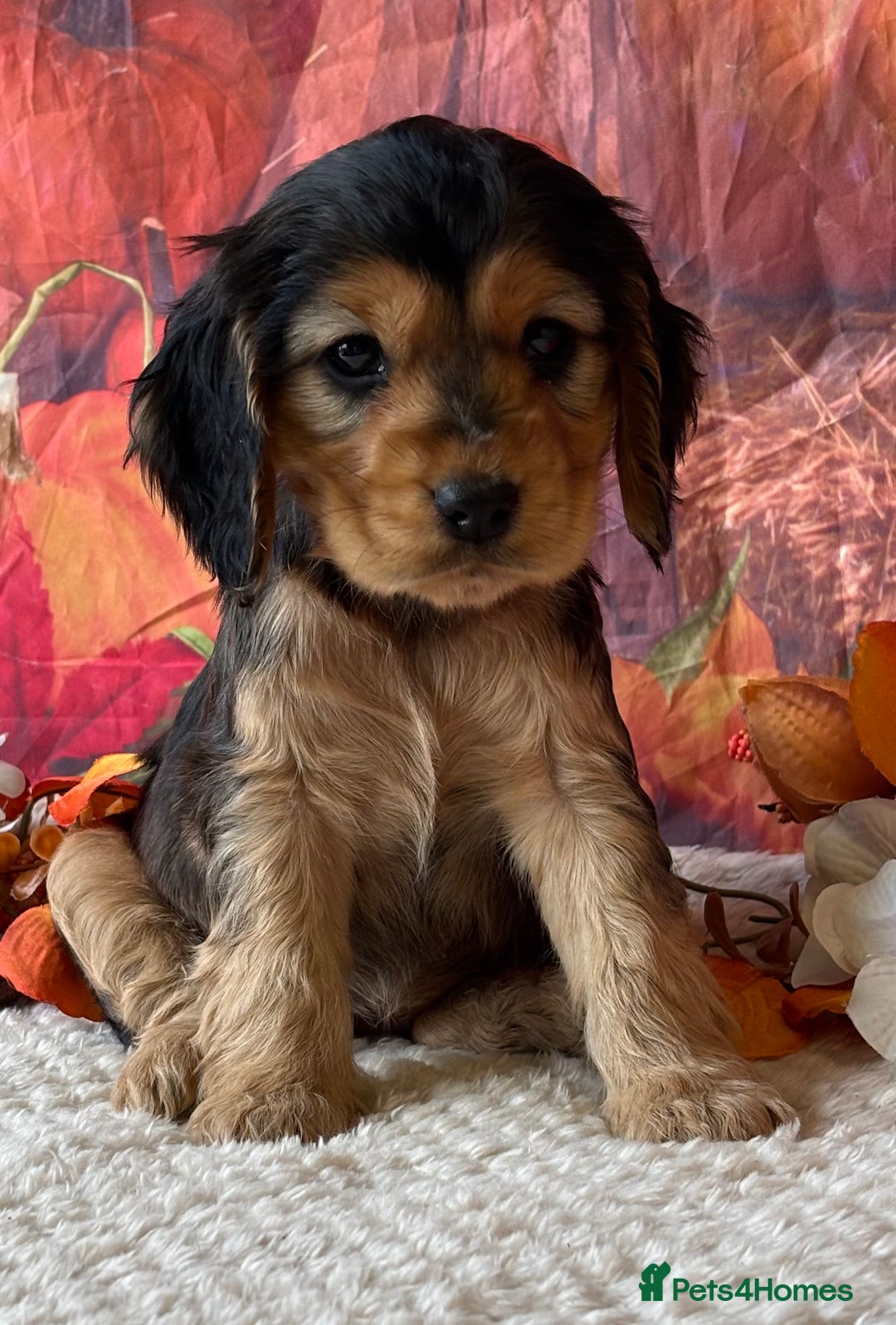 Cocker Spaniel dogs for sale: Outstanding KC Show Cocker Spaniels 🩷 - Image 8