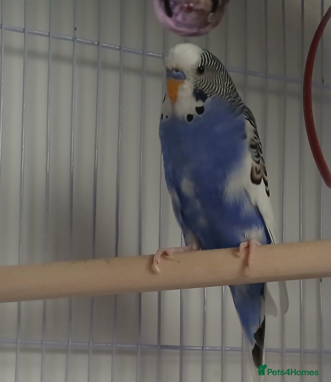 Budgerigars birds for sale: Albino and budgie pair (Rare Colours) - Image 4