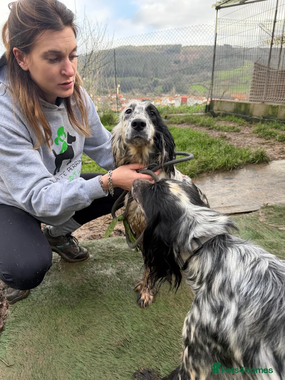 English Setter dogs for adoption: Dama  - Advert 6