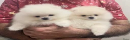 Pomeranian dogs for sale: 2 Beautiful Pomeranian Boys  - Advert 3