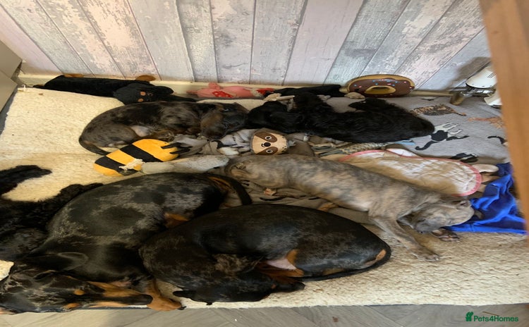 Doxiepoo dogs Doxipoo puppies READY NOW - Advert 1