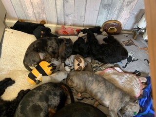 Doxiepoo dogs Doxipoo puppies READY NOW - Advert 5