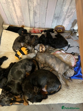 Doxiepoo dogs Doxipoo puppies READY NOW - Advert 1