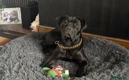 Cane Corso dogs for sale: Female cane corso 10 months  - Image 4