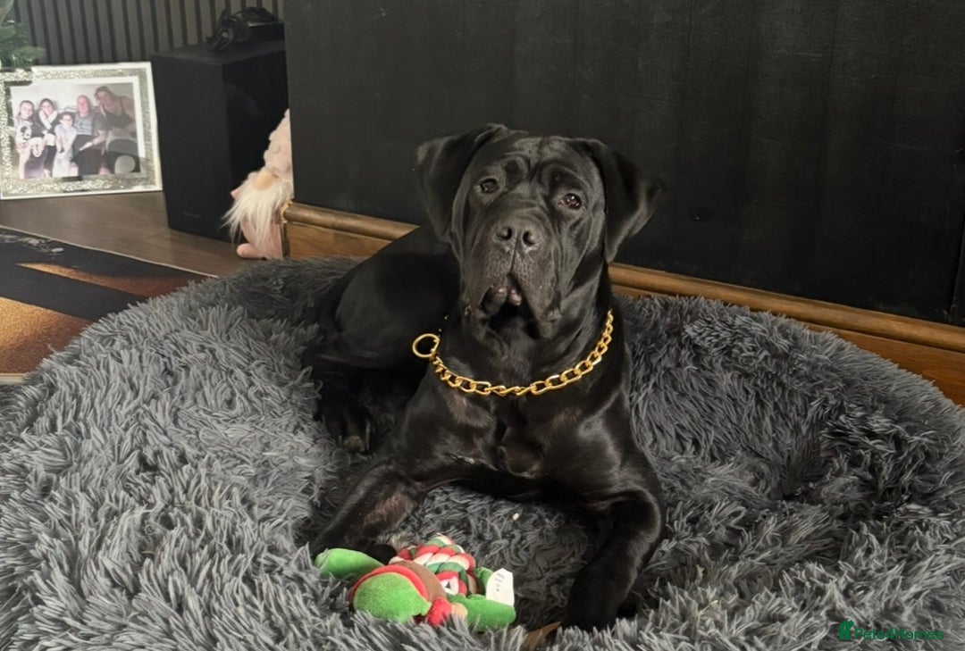 Cane Corso dogs for sale: Female cane corso 10 months  - Image 4