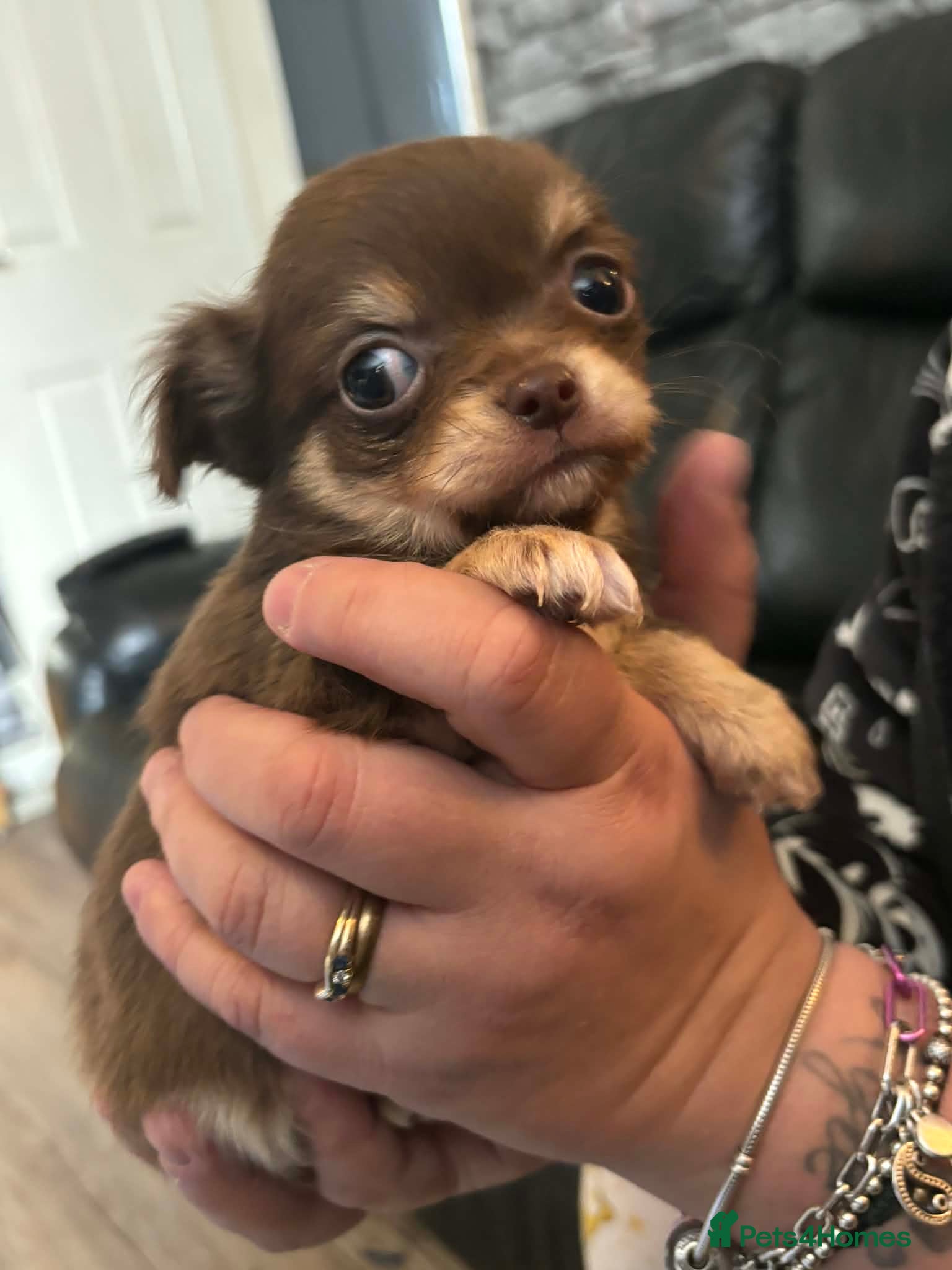 Chihuahua dogs Beautiful Male Chihuahua Puppys - Advert 1