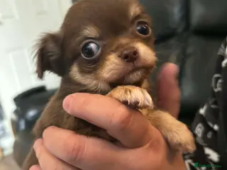 Chihuahua dogs Beautiful Male Chihuahua Puppys - Advert 1