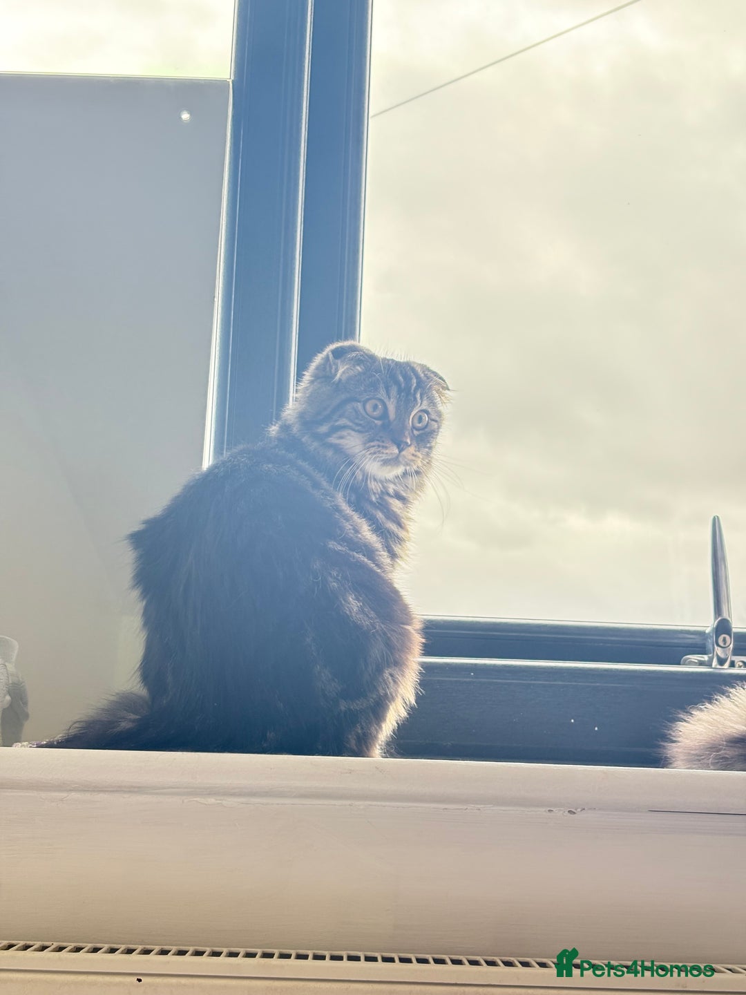 Scottish Fold cats for sale: Rare Scottish Fold -- Nebelung Kittens  - Advert 6