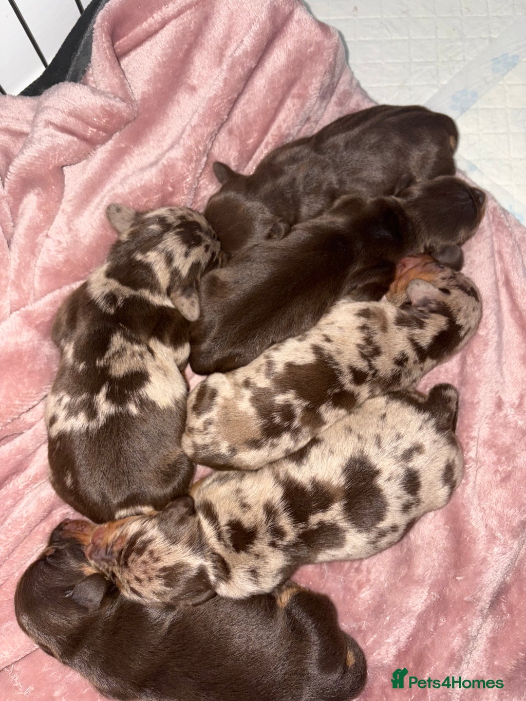 Dachshund dogs for sale: Dachshunds for Sale - Advert 2