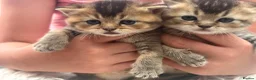 British Shorthair cats for sale: Exquisite British shorthair kittens - Advert 11