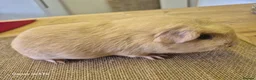 Guinea Pig rodents for sale: Male guinea and skinny pigs available  - Advert 4
