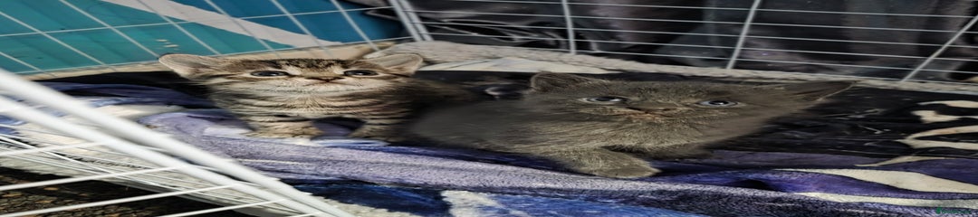 Mixed Breed Kitten 1