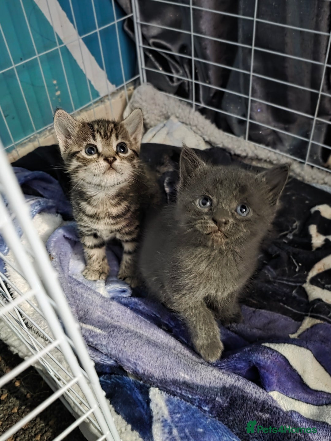 Mixed Breed cats for sale: Beautiful kittens - Advert 2