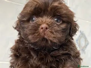 Shih Tzu dogs 💙chocolate shihtzu boys 💙 - Advert 18