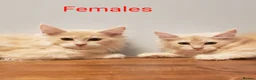Maine Coon cats for sale: Pure Maine Coon Kittens Registered  - Advert 6