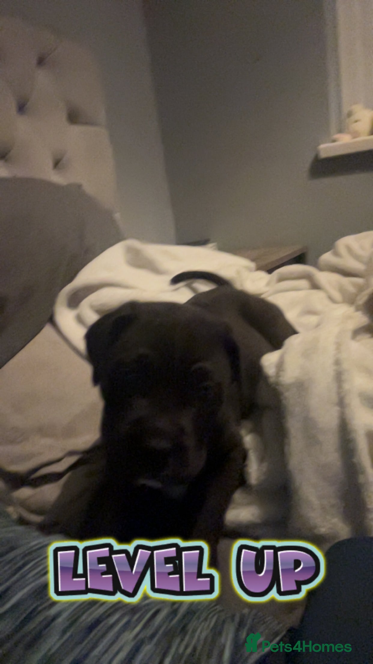 Cane Corso dogs Cane corso puppy boy  in Cleethorpes - Advert 2