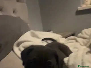 Cane Corso dogs Cane corso puppy boy in Cleethorpes - Advert 2