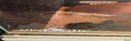 Corn Snake reptiles for sale: Gorgeous corn snake with viv and full set up in Clynderwen - Advert 6