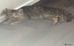 Mixed Breed cats for sale: 2 kittens looking for their forever homes - Image 12