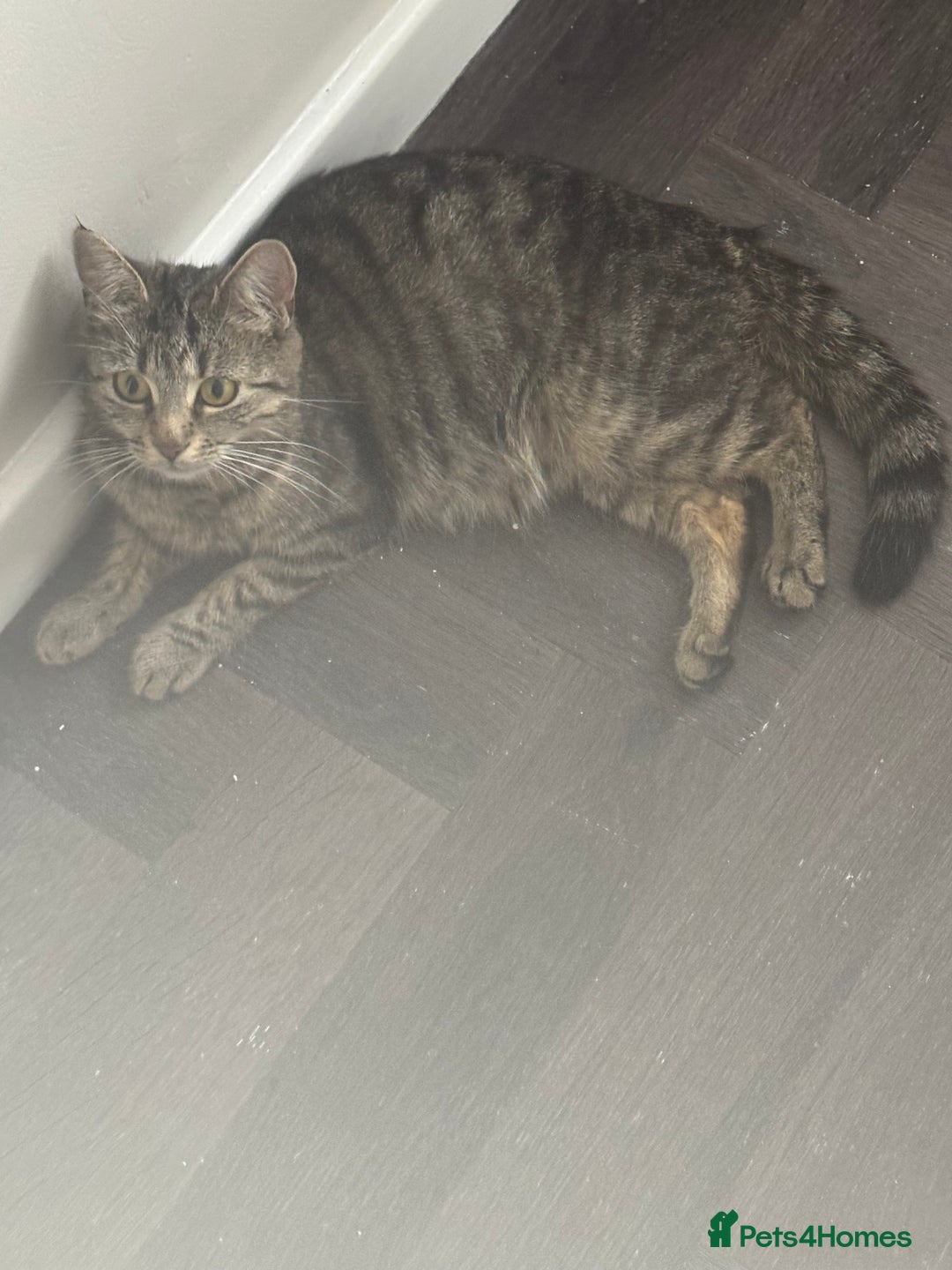 Mixed Breed cats for sale: 2 kittens looking for their forever homes - Image 12
