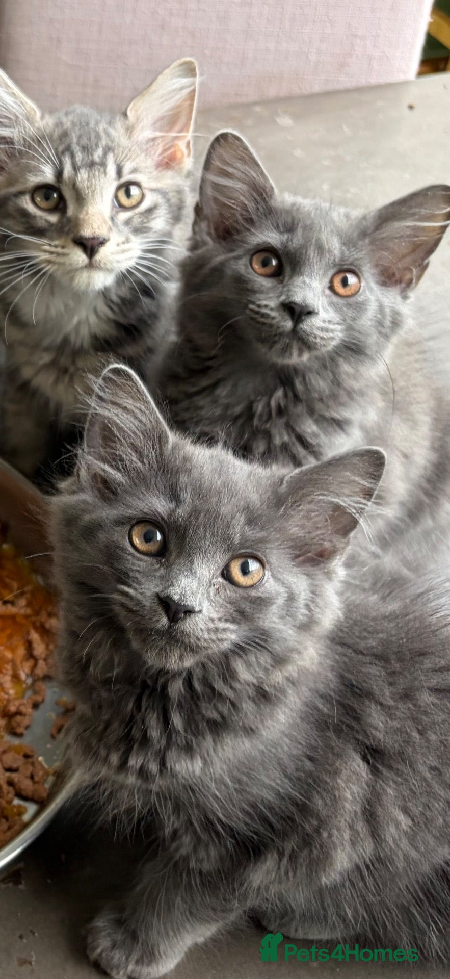 Mixed Breed cats Beautiful Solid Blue Kittens  - Advert 1
