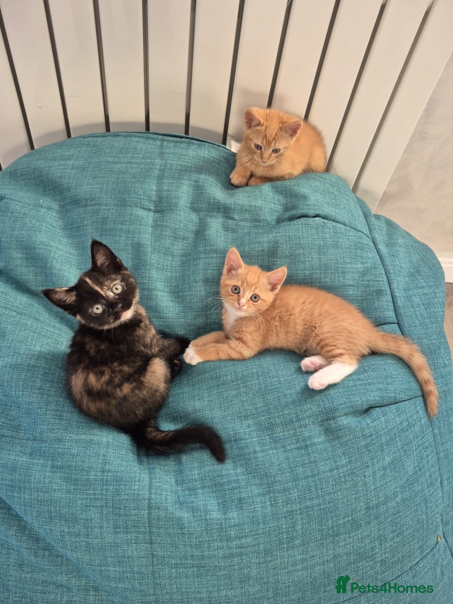 Mixed Breed cats Kittens Ready for New Homes - Advert 2