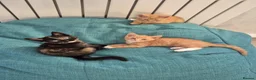 Mixed Breed cats for sale: Kittens Ready for New Homes - Advert 1