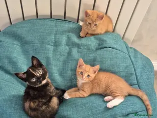Mixed Breed cats Kittens Ready for New Homes - Advert 1