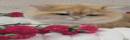 British Shorthair cats for stud: GCCF Golden CHINCHILLA Emerald👀 NY12 ActiveStud  - Advert 3