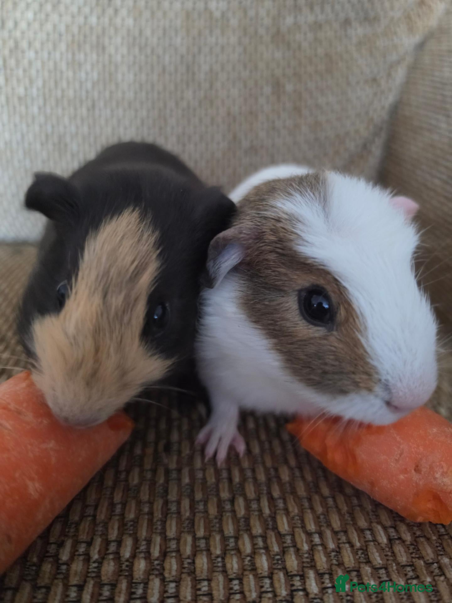 Mixed Breed rodents for sale: 2 bonded boys rtl - Advert 1