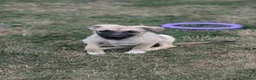 Mixed Breed dogs for adoption: Gaia for adoption!  in Leigh-on-Sea - Advert 15