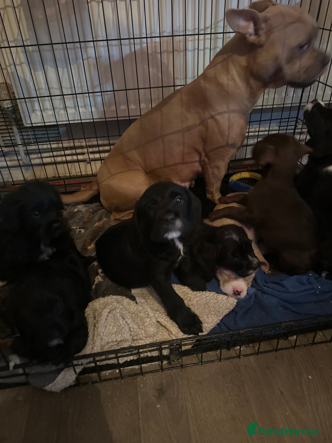 Mixed Breed dogs for sale: 7 beautiful puppies for sale  - Advert 10