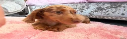 Miniature Dachshund dogs for sale: Miniature dachshund male available  - Advert 2