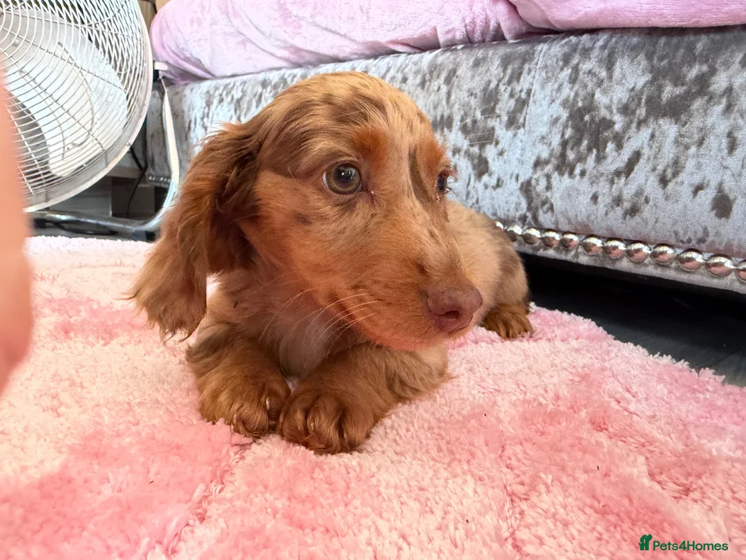 Miniature Dachshund dogs for sale: Miniature dachshund male available  - Advert 2