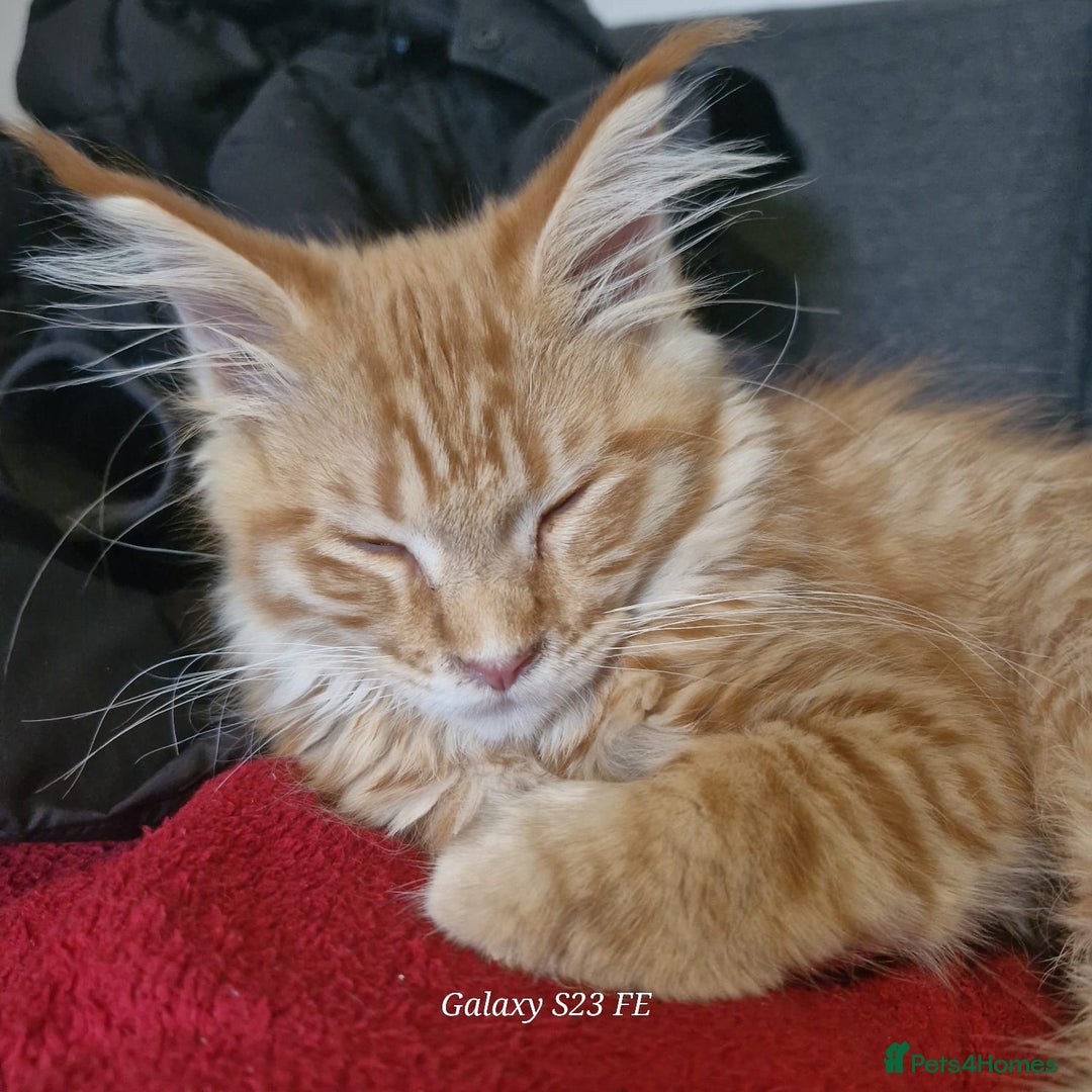 Maine Coon cats for sale: Maincoon  - Image 3