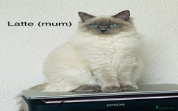 Ragdoll cats for sale: Beautiful Ragdoll triplets 3 kittens - Image 3