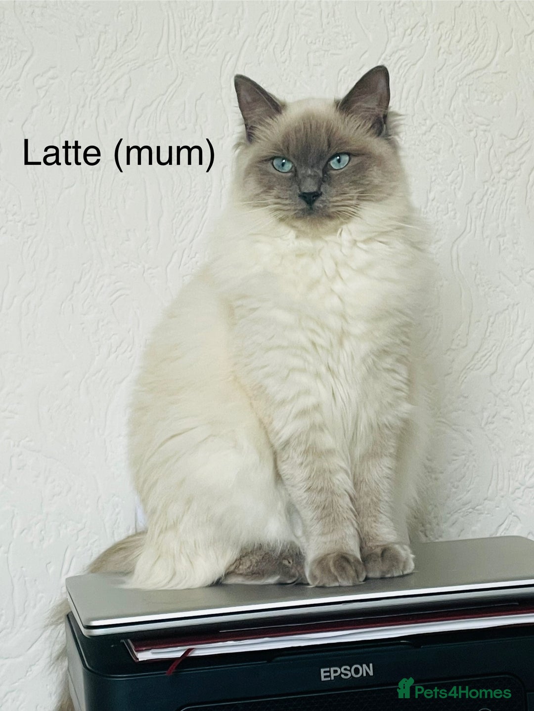 Ragdoll cats for sale: Beautiful Ragdoll triplets 3 kittens - Image 3