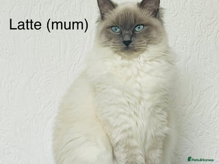 Ragdoll cats - Advert 11