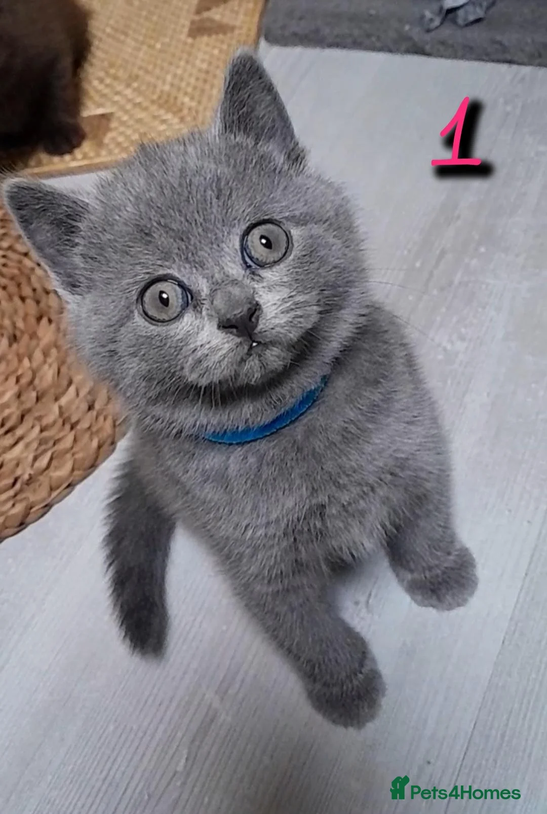 British Shorthair cats for sale: British kittens  - Advert 2
