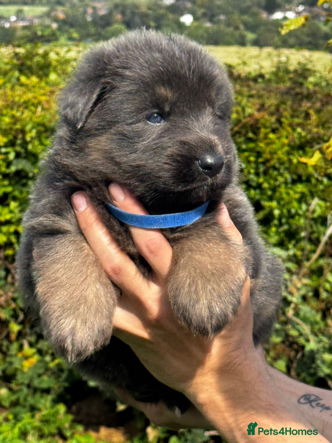 German Shepherd dogs for sale: ⭐️KC big bone GSD puppies ⭐️ - Image 5