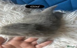 British Shorthair cats for sale: 🧸✨6 Chunky British Shorthair Kittens For Sale✨🧸 - Advert 13